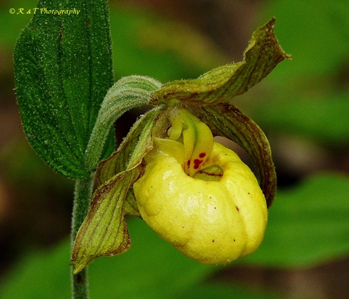{Cypripedium parviflorum}